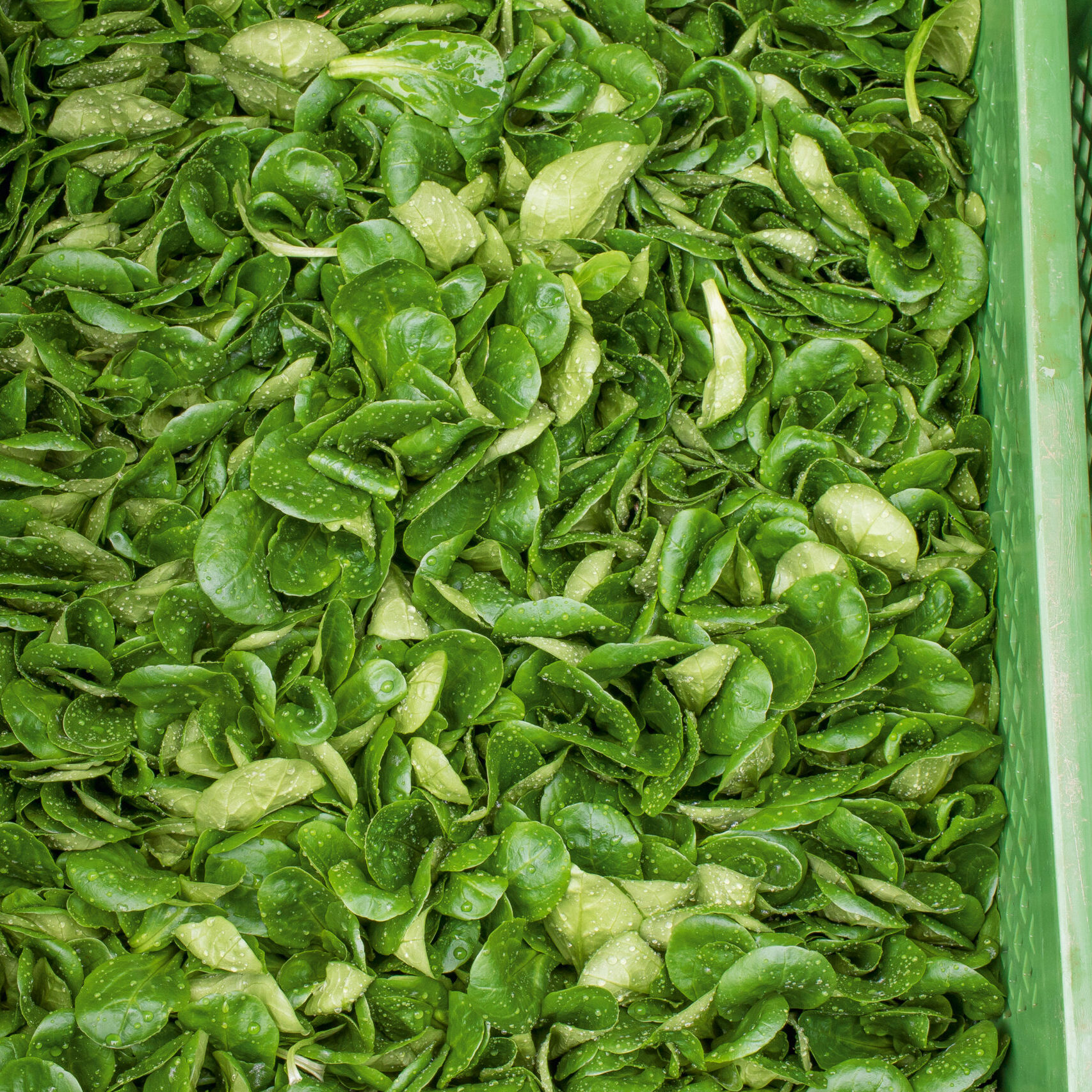 Isener Bauernmarkt Angebotsübersicht Salat